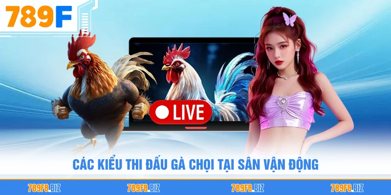 Các kiểu thi đấu gà chọi tại sân vận động